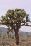 Un Árbol en el Desierto