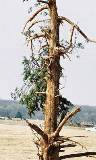 Árbol en el campo