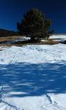 Un Árbol Frondoso en la Nieve