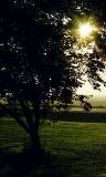 Árboles en la pradera al Atardecer