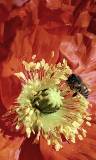 Abeja polinizando una Flor