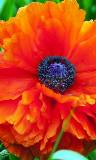 Flor Roja con semillas Azules al Centro