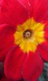 Flor Roja con Centro Amarillo