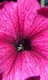 Una Flor Malva