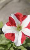 Flor blanca y roja