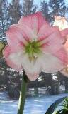 Flor de Marpacífico en la Nieve