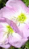 Close Up de dos Flores Lilas