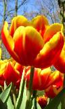 Tulipanes Rojos y Amarillos