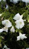 Flores blancas con hielo