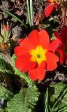 Flor roja con el centro Amarillo