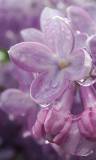 Flores lilas de cuatro Pétalos