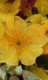 Flores Amarillas Abiertas
