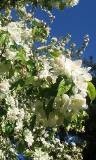 Árbol de Flores Blancas