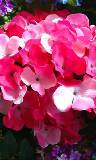 Ramo natural de flores rojas y rosadas