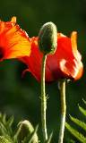 Flores con capullo