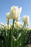 Flores blancas en el campo