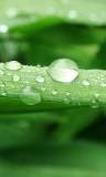 Gotas de Agua para tu celu