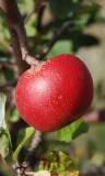 Manzana en árbol