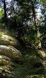 Paisaje de árboles con piedras