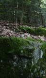 Imagen de un bosque sobre Rocas