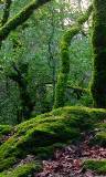 Paisaje de bosque sub Tropical