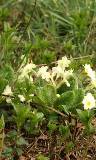 Flores blancas en el pasto