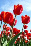 Imagen de tulipanes rojos