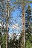 Bosque de Pinos Altos