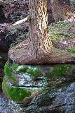 Árbol creciendo al borde de la Roca