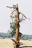 Árbol luchando por la Vida