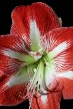 Flor roja con pistilos y estambres Blancos