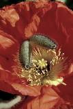 Flor rosada con pistilos Amarillos