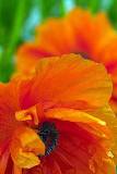 Majestuosas flores Anaranjadas