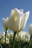 Tulipanes Blancos